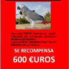 LORO YACO PERDIDO EN BEAS DE SEGURA (JAÉN)
